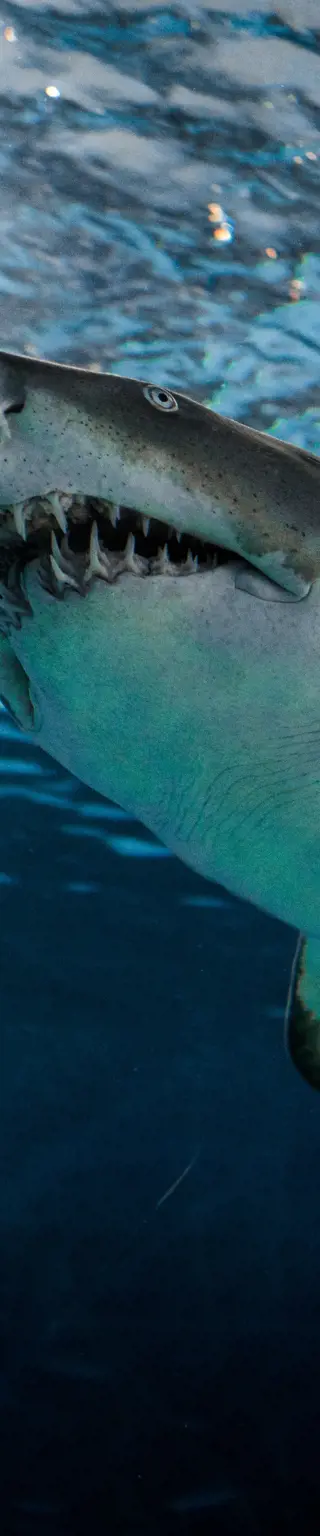 In Guadaloupe mit Weissen Haien tauchen